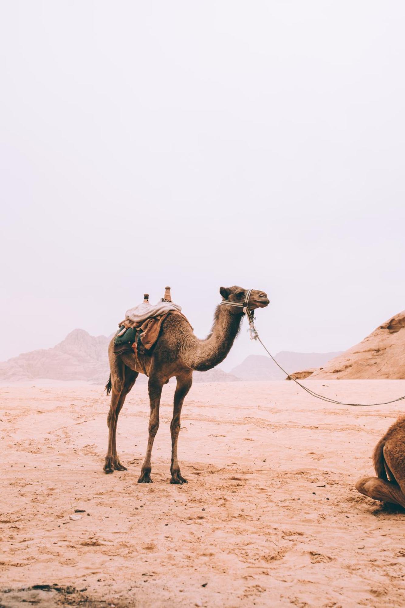 Khaled'S Camp Hotel Wadi Rum Luaran gambar