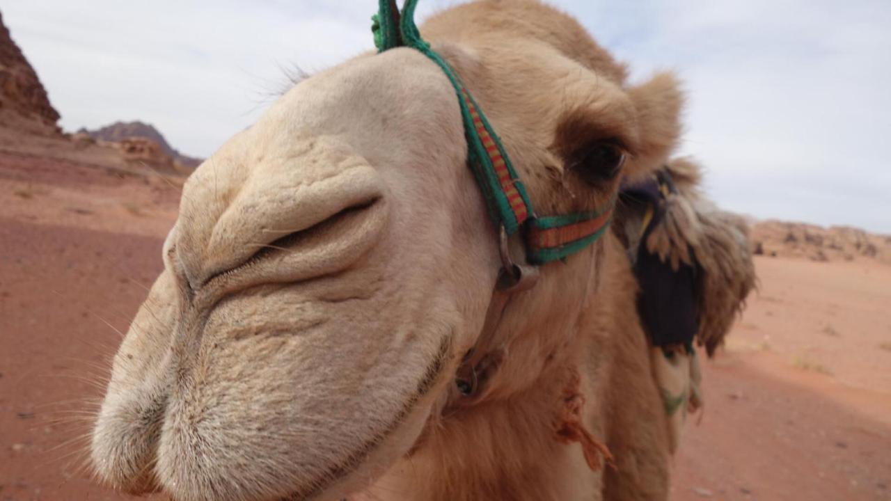 Khaled'S Camp Hotel Wadi Rum Luaran gambar